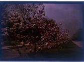 [Trees along street]