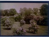 [Sonnenberg Gardens (?)]