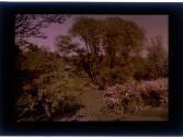[Sonnenberg Gardens (?)]