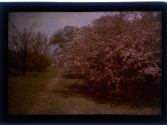 [Flowering tree]