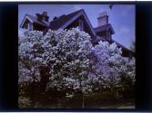[Tree in bloom]