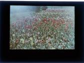 [Tulips]
