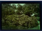 [Flowers]