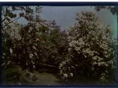 [Trees in bloom]