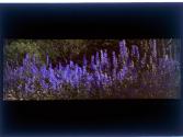 [Flowers]