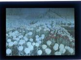 [Flowers in greenhouse]