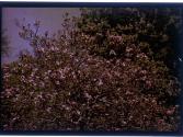 [Tree in bloom]