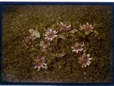 [Cut flowers on grass]
