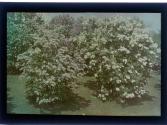 [Blooming bush]
