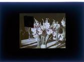 [Cut flowers in vase]
