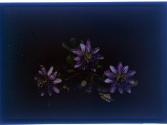 [Cut flowers]