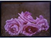 [Cut roses on grass]