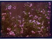 [Flowers]