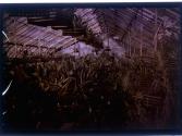 [Flowers in greenhouse]