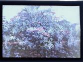 [Flowers in greenhouse]