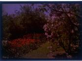 [Flowers]