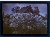 [Blooming tree in front of house]