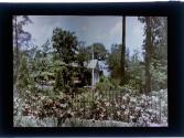[View of flowers with house in backround]