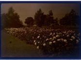[Flower bed]