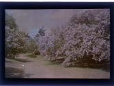 [Trees in bloom]