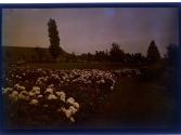 [Flowers in park]