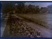 [Flowers in park]
