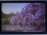 [Blooming trees]