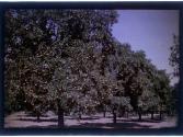 [Fruit trees]