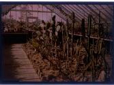 [Cacti in greenhouse]