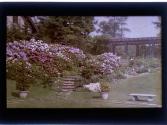 [Flowers, stone steps and trellis]