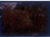 [Trees in bloom]