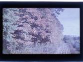 [Trees in bloom]
