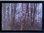 [Trees]