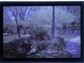 [Flowers in park]