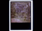 [Wisteria, Warner Castle, Rochester NY,]