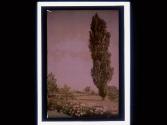 [Flowers and tall tree]