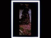 [Flowers]