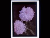 [Closeup of flowers]