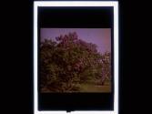 [Tree in bloom]