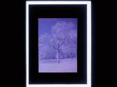 [Trees in ice and snow]