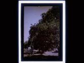 [Fruit trees and workers]