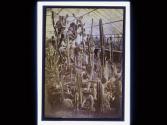 [Cacti in greenhouse]