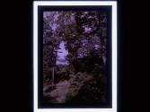 [Trees with water in backround]