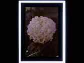 [Closeup of flower]