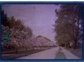 [House with blooming tree in front]
