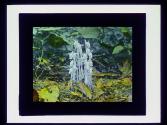 Indian Pipes