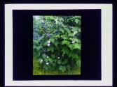 Purple Flowering Raspberry