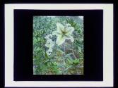 Japanese Lily