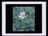 Rose Mallow