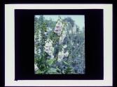 Fox Glove